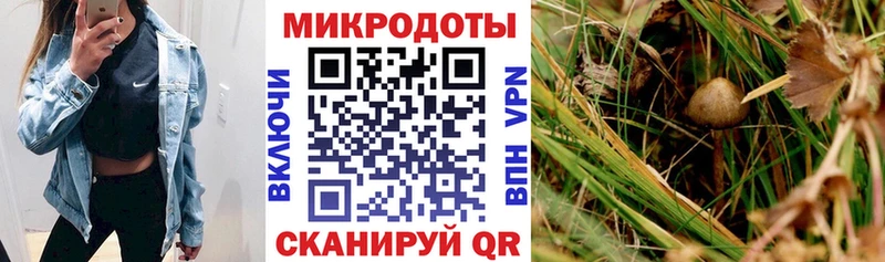 Галлюциногенные грибы Psilocybine cubensis Мышкин